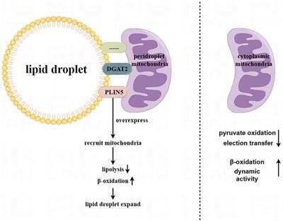 The regulatory role of adipocyte mitochondrial homeostasis in metabolism-related diseases